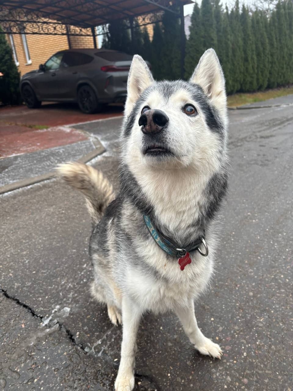 Пропала собака в Мытищах — фото объявления