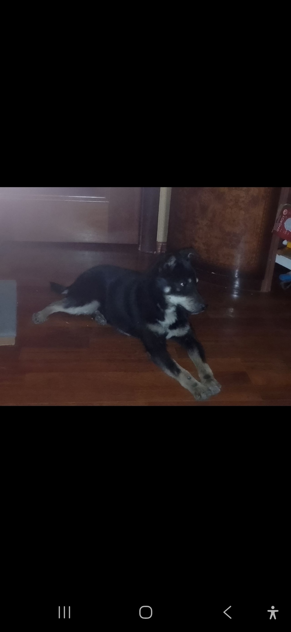 Найдена собака в Мытищах — фото объявления