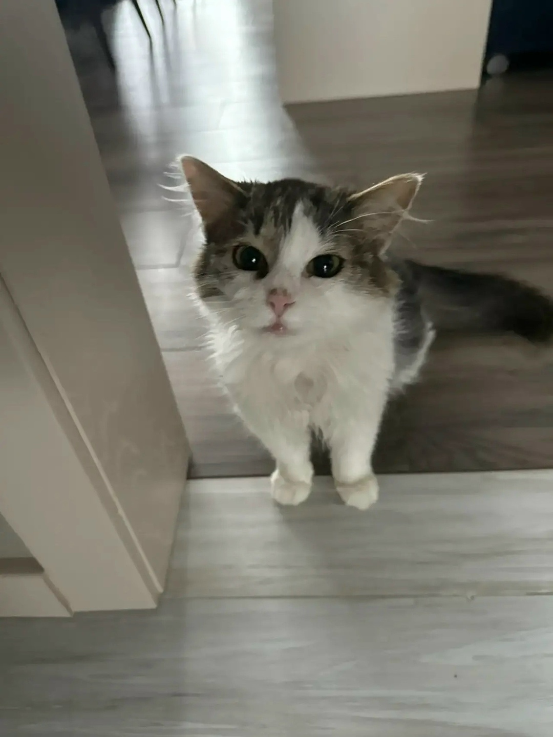 Найдена кошка в Мытищах — фото объявления