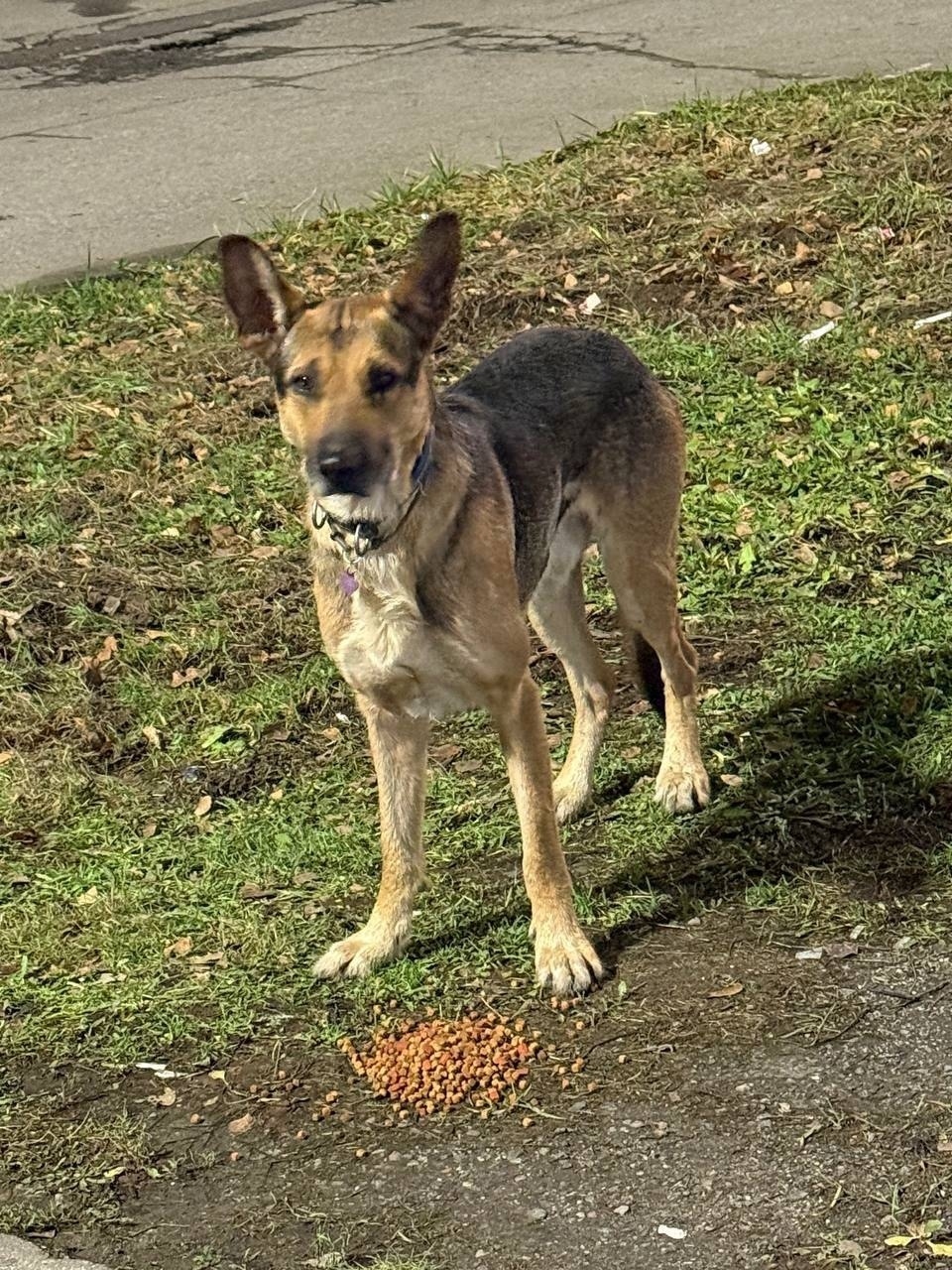 Пропала собака в Мытищах — фото объявления