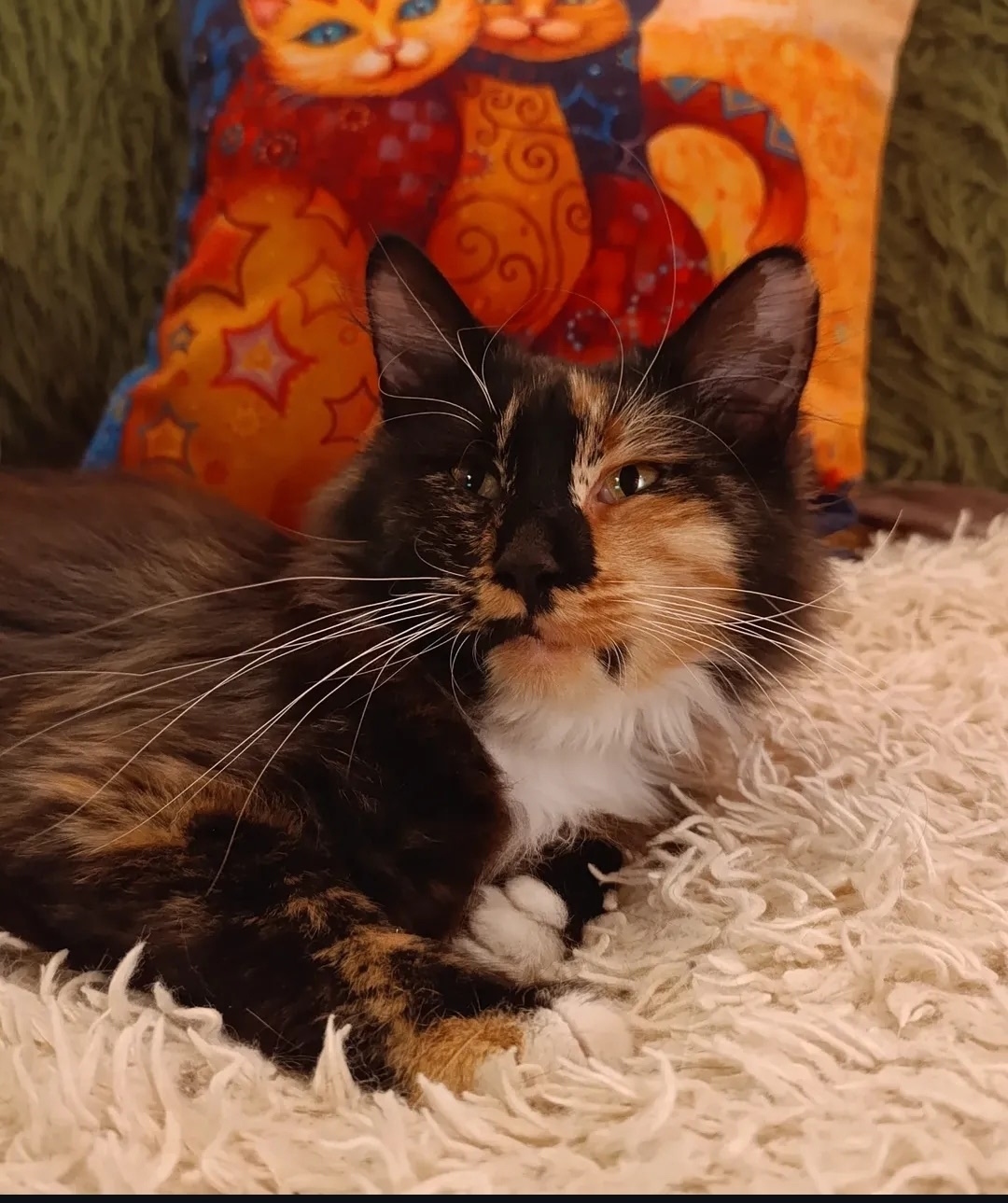 Найдена кошка в Мытищах — фото объявления