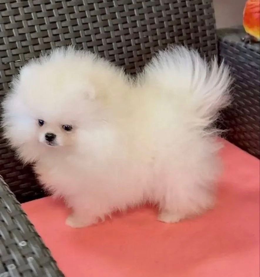 Пропала собака в Мытищах — фото объявления