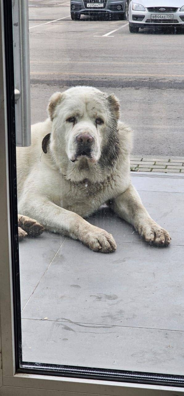 Найдена собака в Мытищах — фото объявления