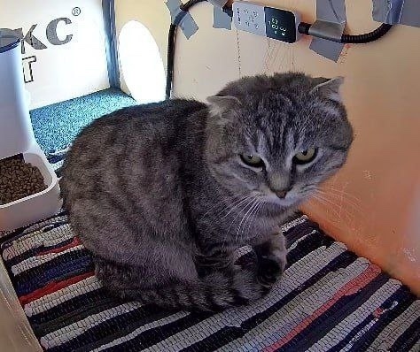 Найдена кошка в Мытищах — фото объявления