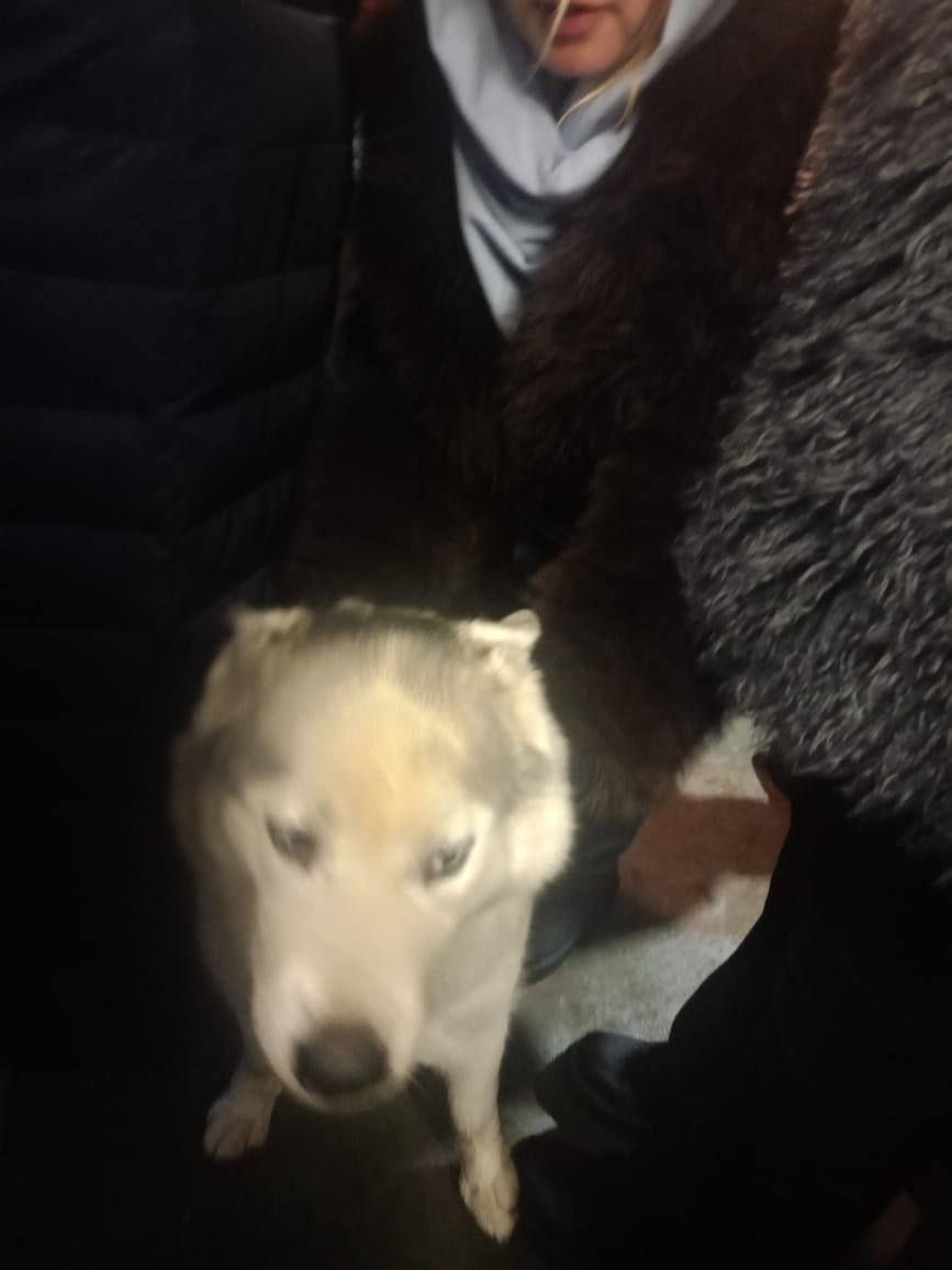 Пропала собака в Мытищах — фото объявления