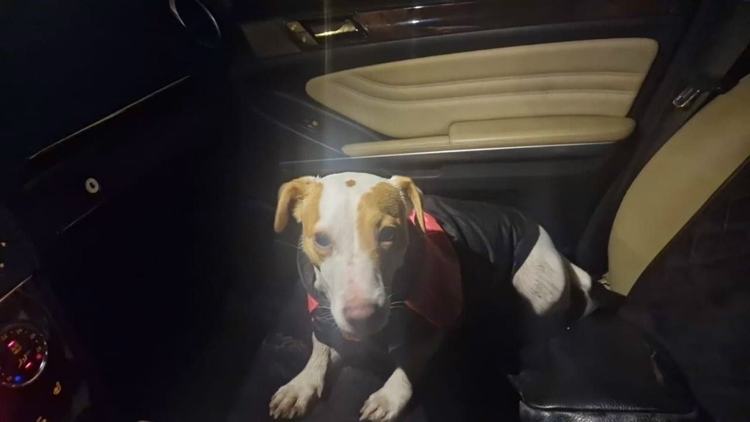 Найдена собака в Мытищах — фото объявления