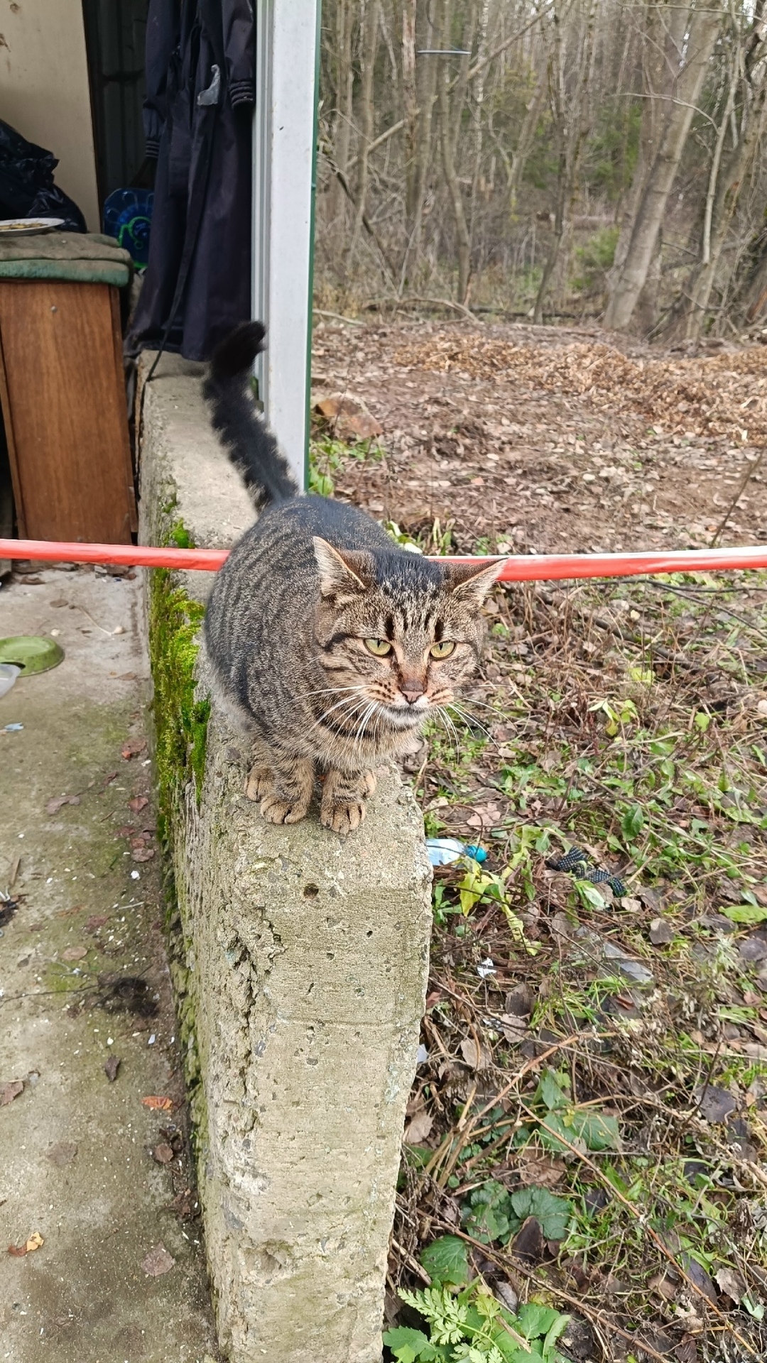 Найдена кошка в Мытищах — фото объявления