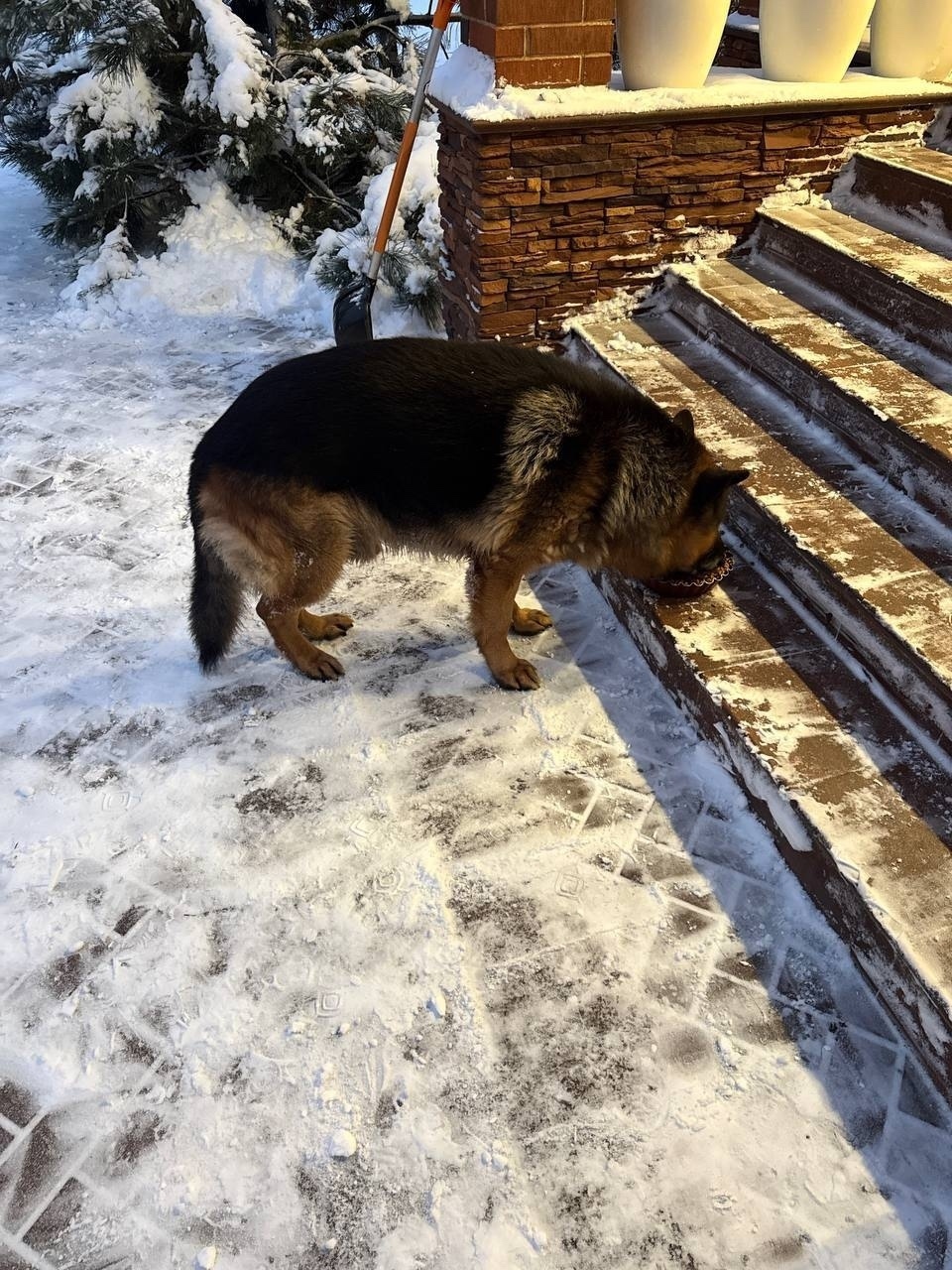 Найдена собака в Мытищах — фото объявления