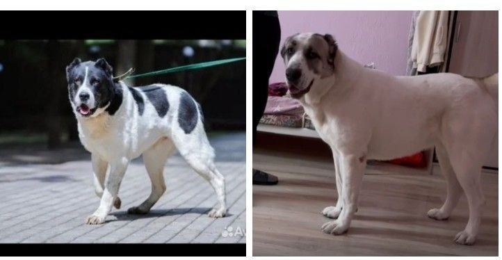 Пропала собака в Мытищах — фото объявления