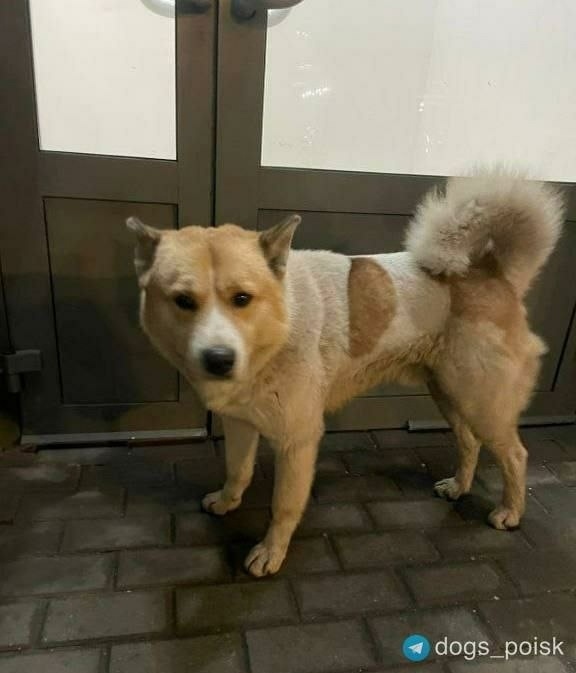 Найдена собака в Мытищах — фото объявления