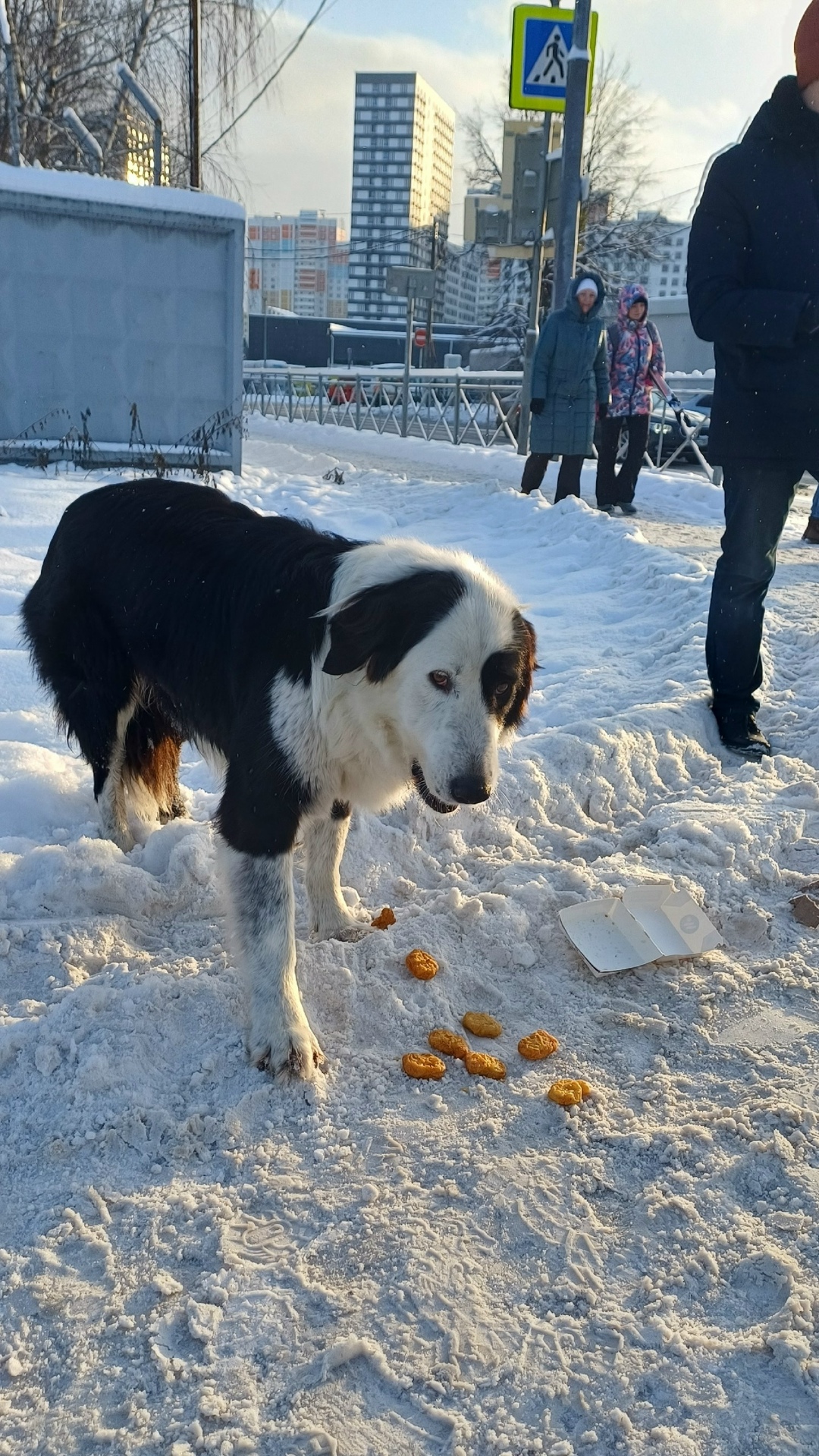 Найдена собака в Мытищах — фото объявления