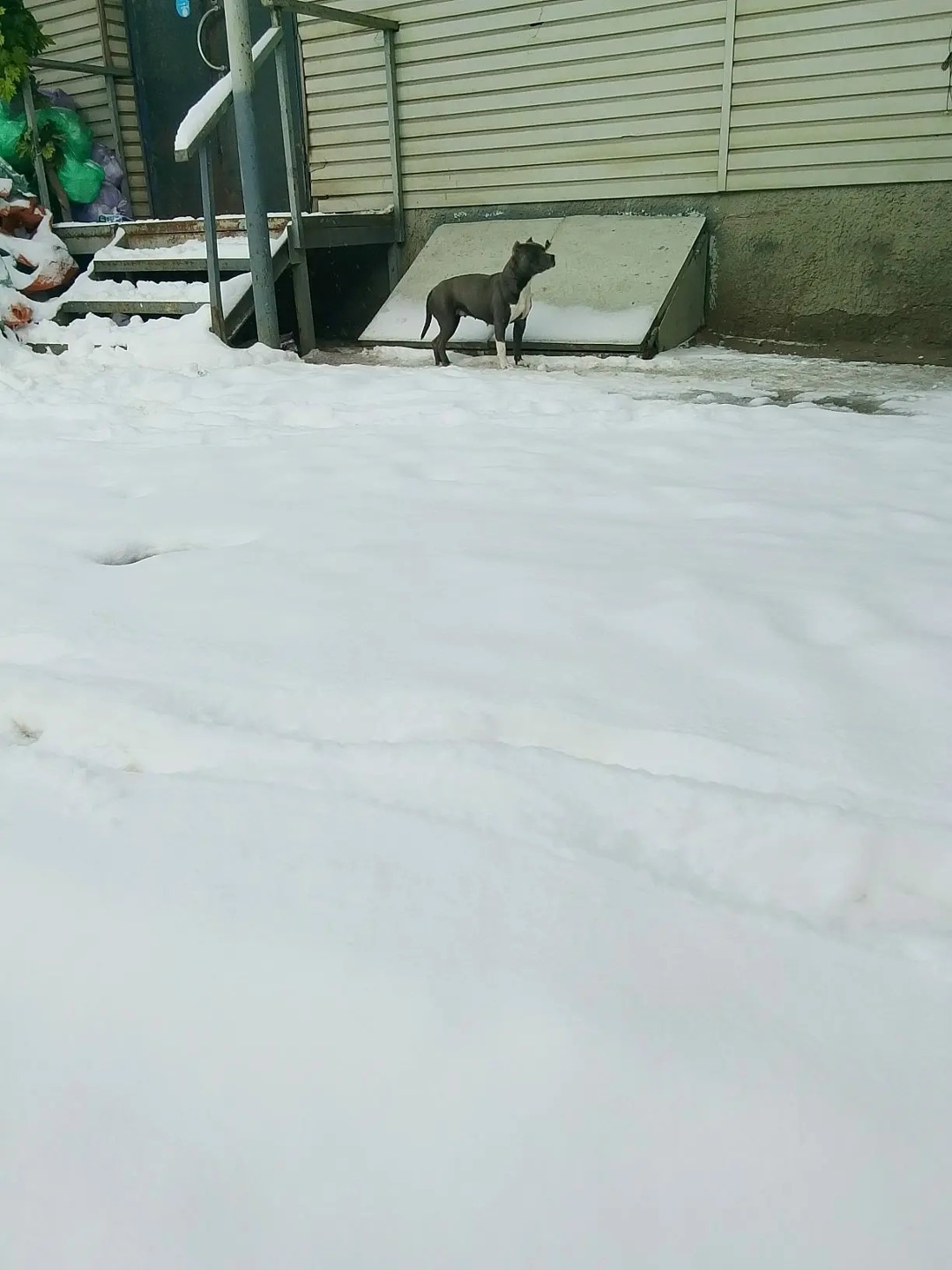 Найдена собака в Мытищах — фото объявления