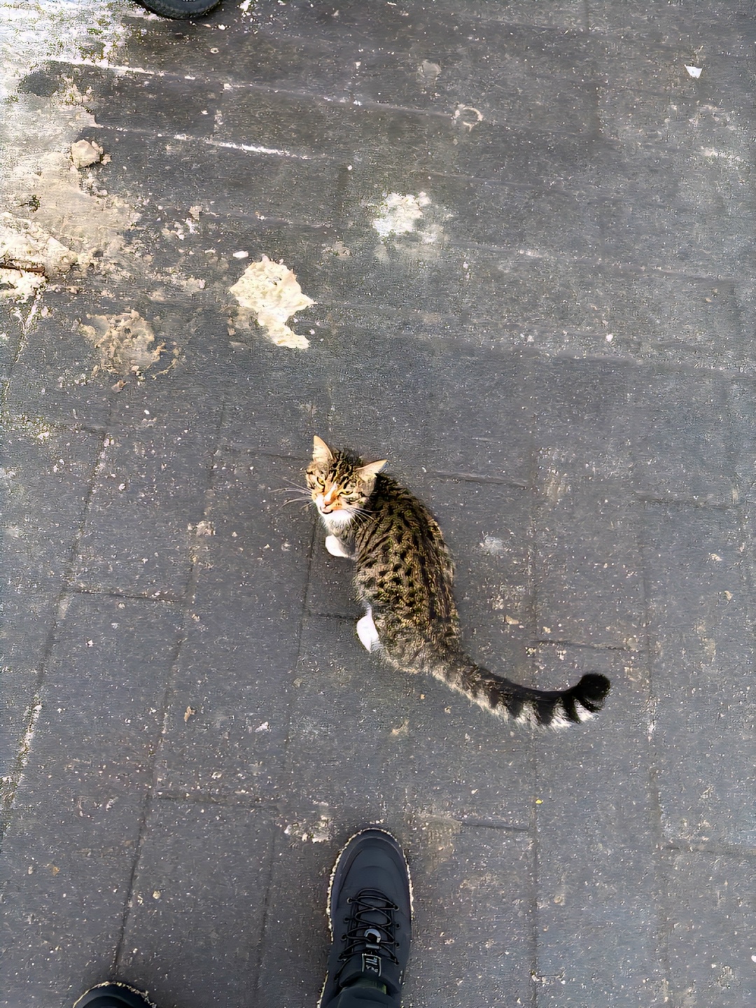 Найдена собака в Мытищах — фото объявления