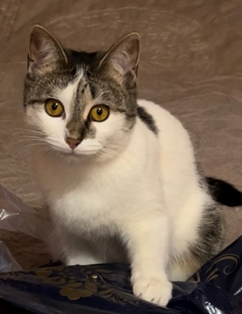 Пропала кошка в Мытищах — фото объявления