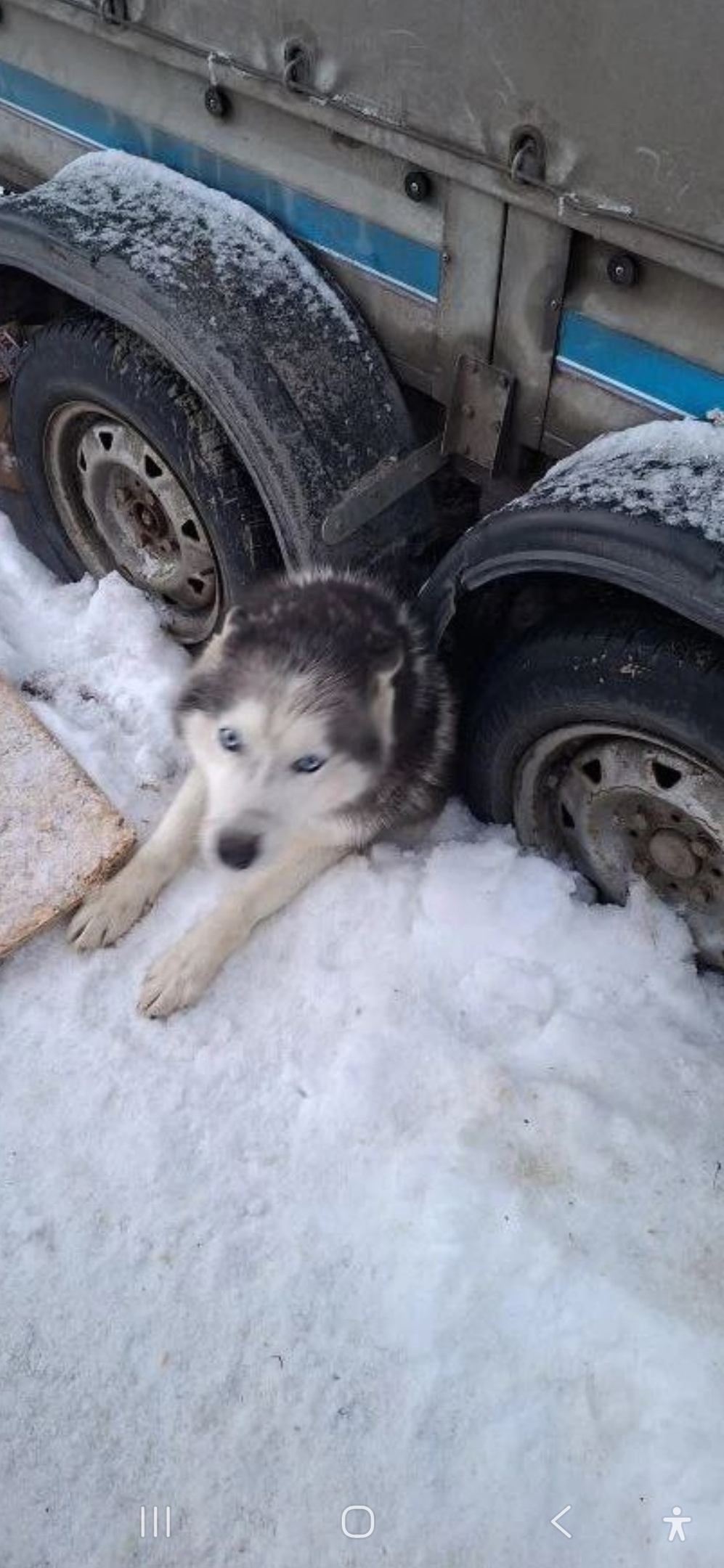Найдена собака в Мытищах — фото объявления