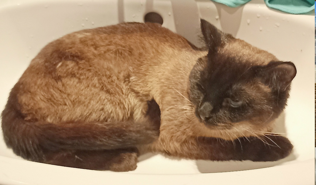 Найдена кошка в Видном — фото объявления