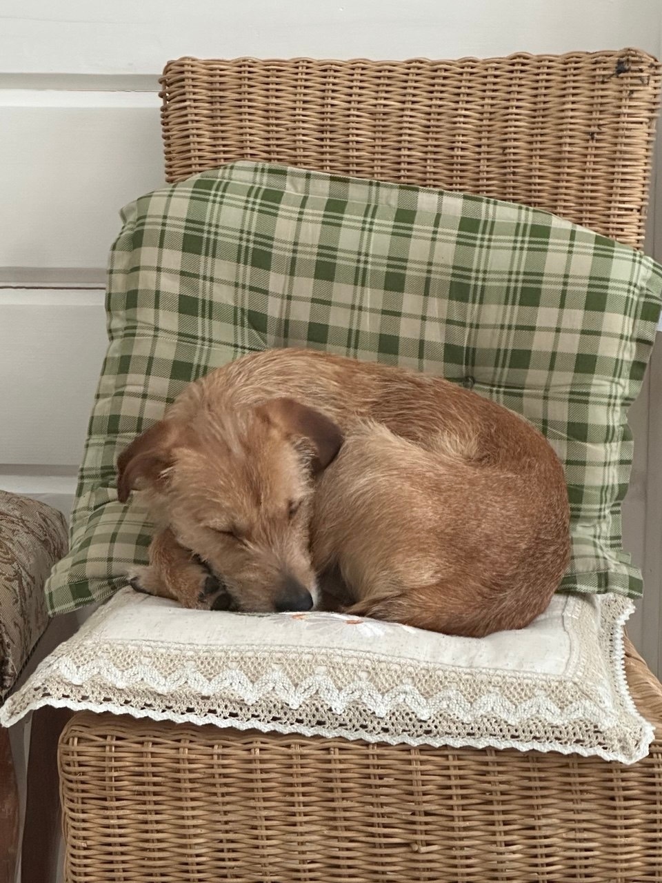 Найдена собака в Видном — фото объявления