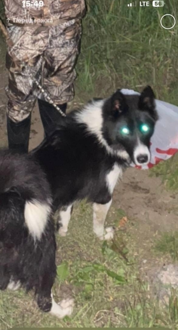 Пропала собака в Видном — фото объявления