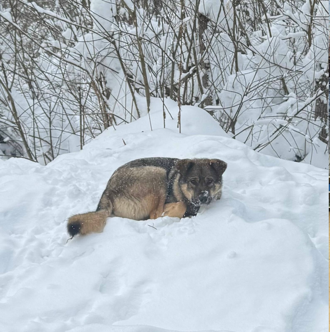 Найдена собака в Видном — фото объявления