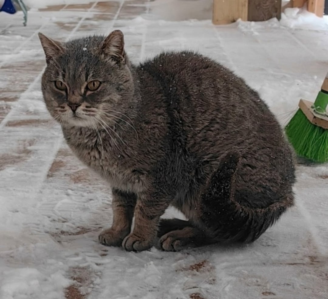 Пропала кошка в Видном — фото объявления