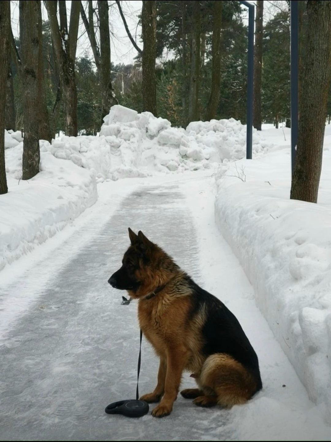 Пропала собака в Видном — фото объявления