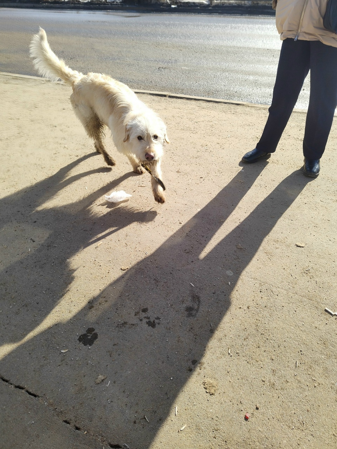 Найдена собака в Видном — фото объявления