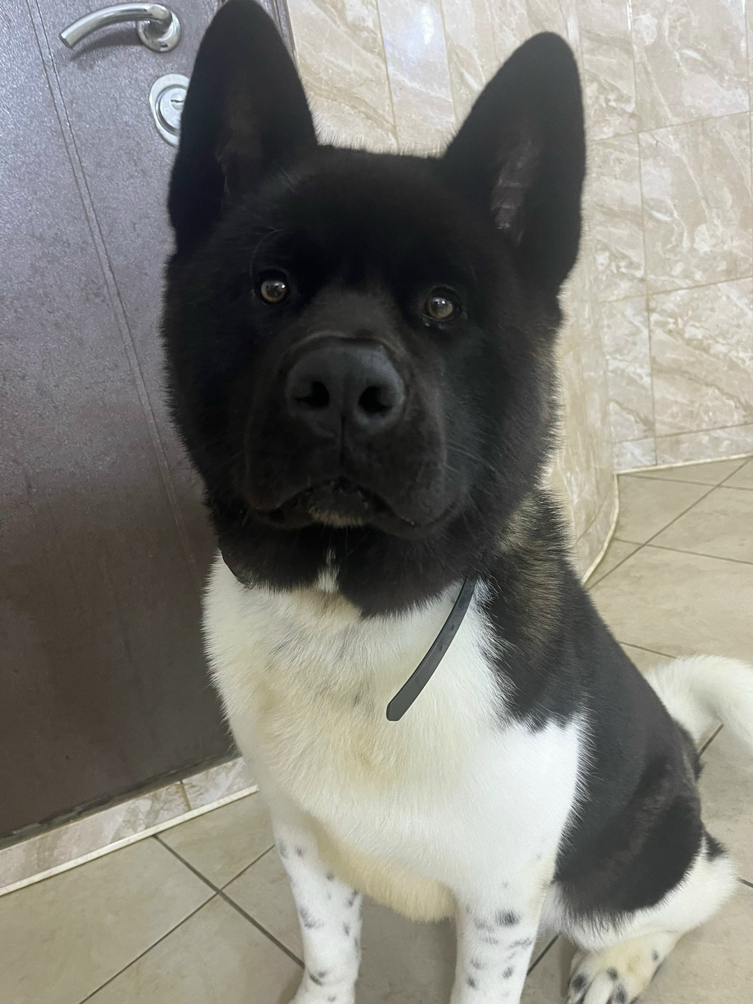 Пропала собака в Видном — фото объявления