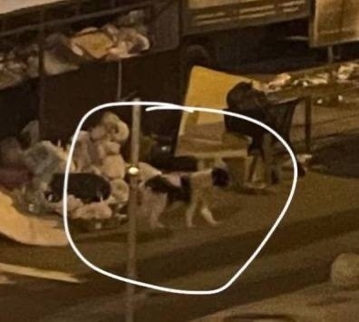 Пропала собака в Видном — фото объявления