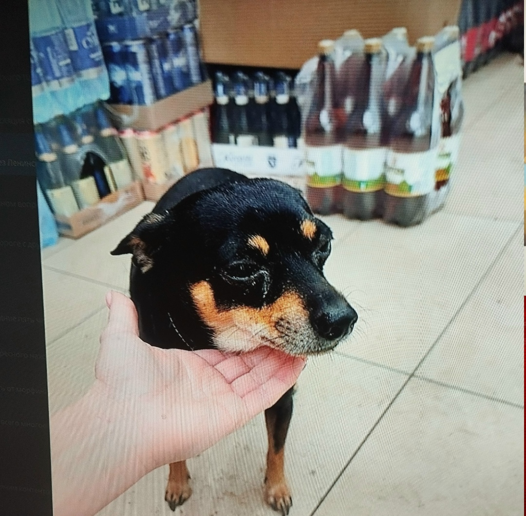 Пропала собака в Таганроге — фото объявления