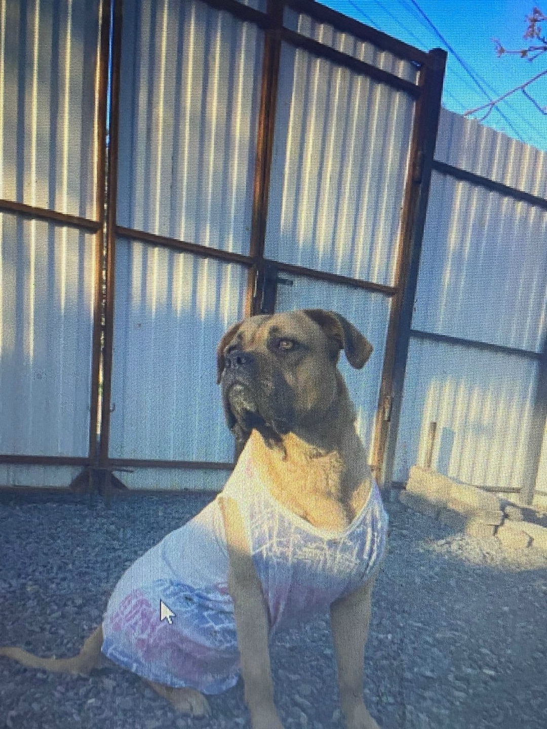 Пропала собака в Таганроге — фото объявления