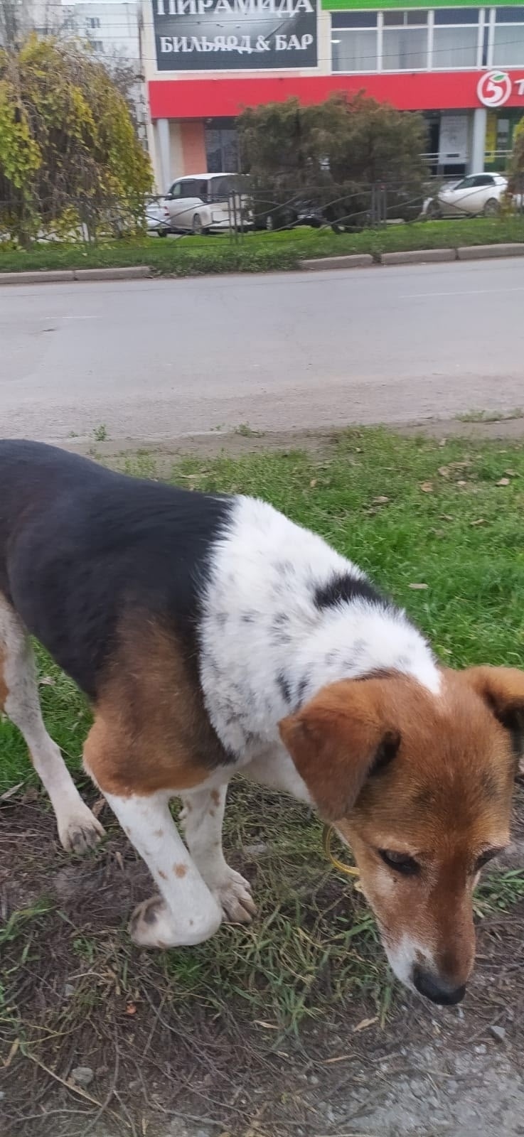 Пропала собака в Таганроге — фото объявления