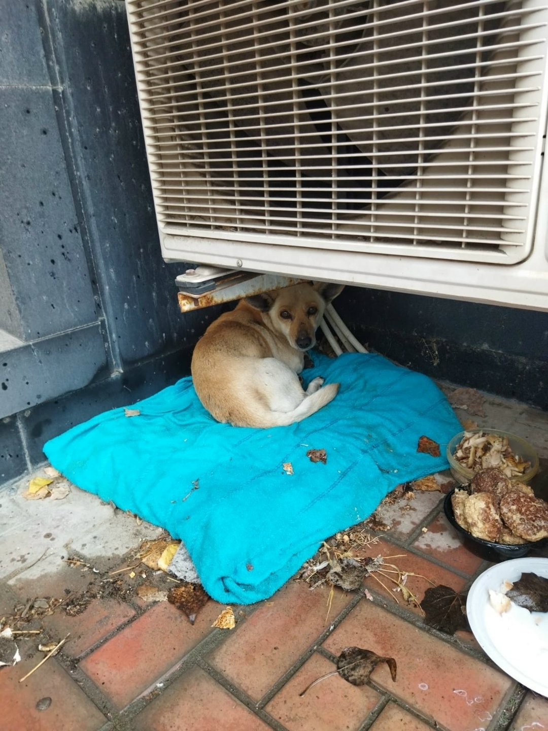 Найдена собака в Таганроге — фото объявления