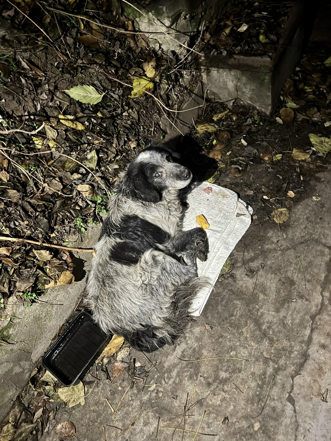 Пропала собака в Таганроге — фото объявления