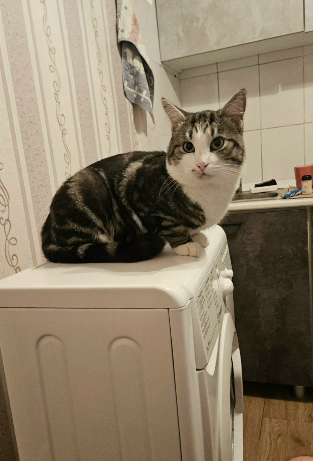 Пропала кошка в Таганроге — фото объявления