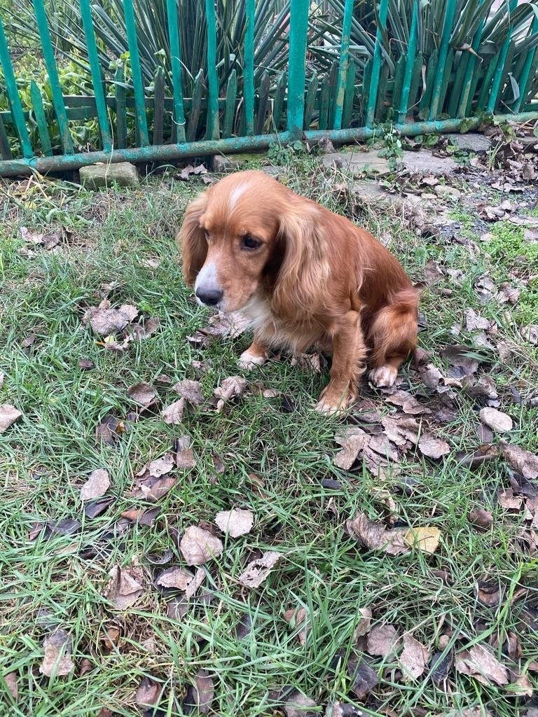 Найдена собака в Таганроге — фото объявления