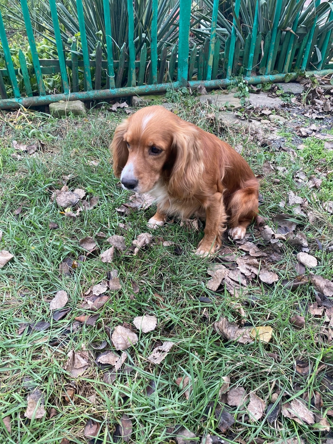 Найдена собака в Таганроге — фото объявления