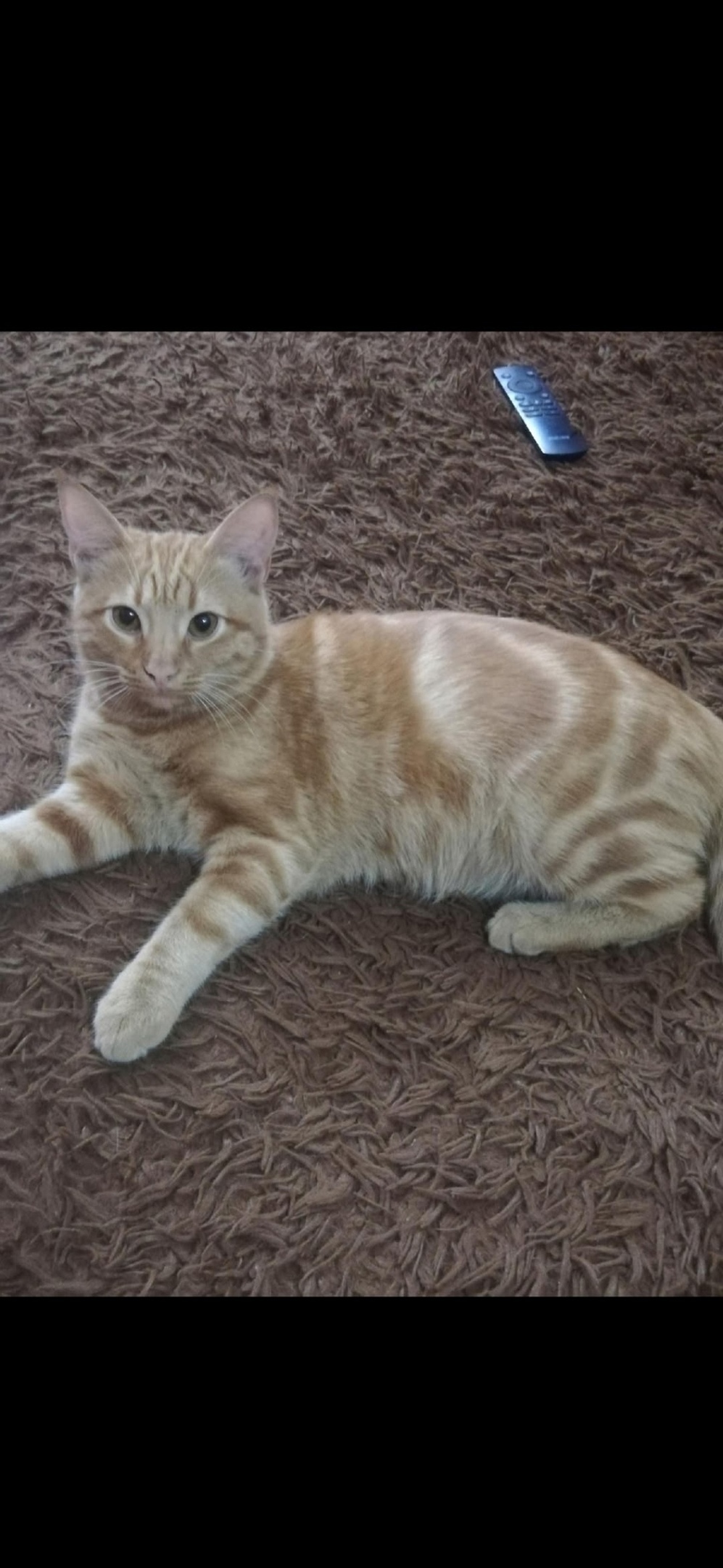 Пропала кошка в Таганроге — фото объявления