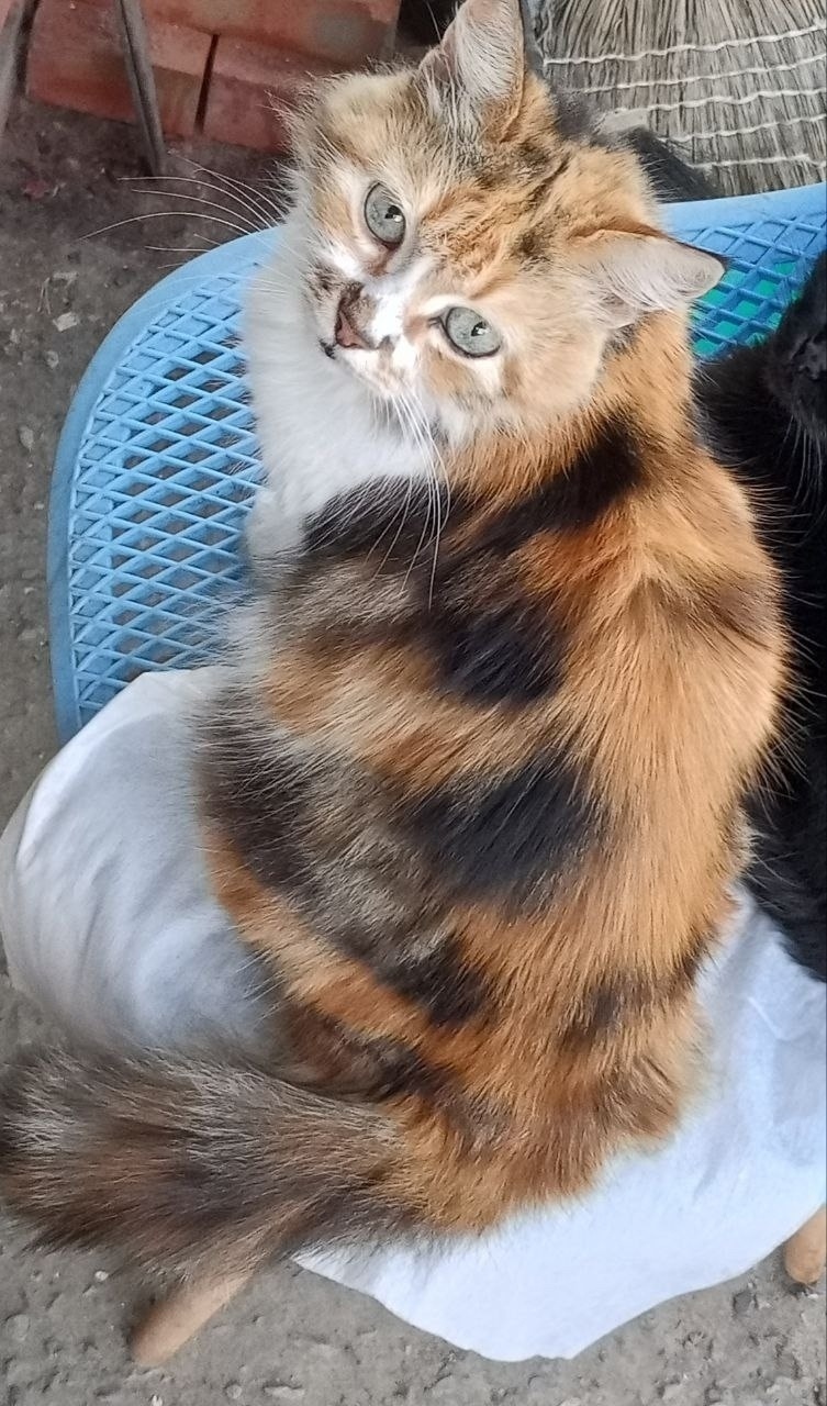 Пропала кошка в Таганроге — фото объявления