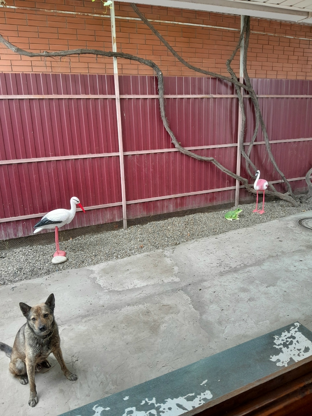 Пропала собака в Таганроге — фото объявления