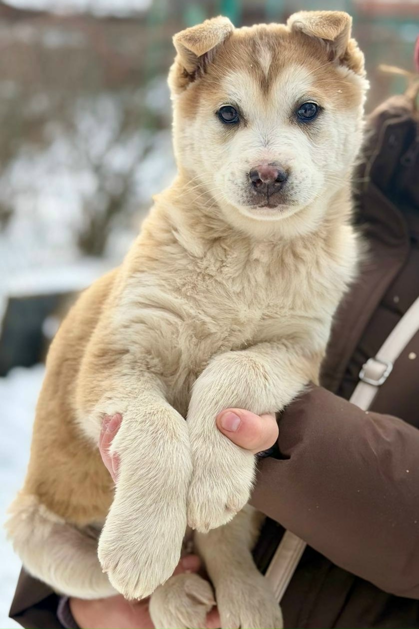 Найдена собака в Таганроге — фото объявления