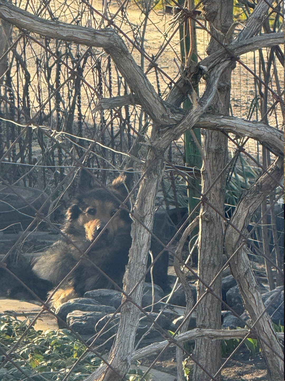 Найдена собака в Таганроге — фото объявления