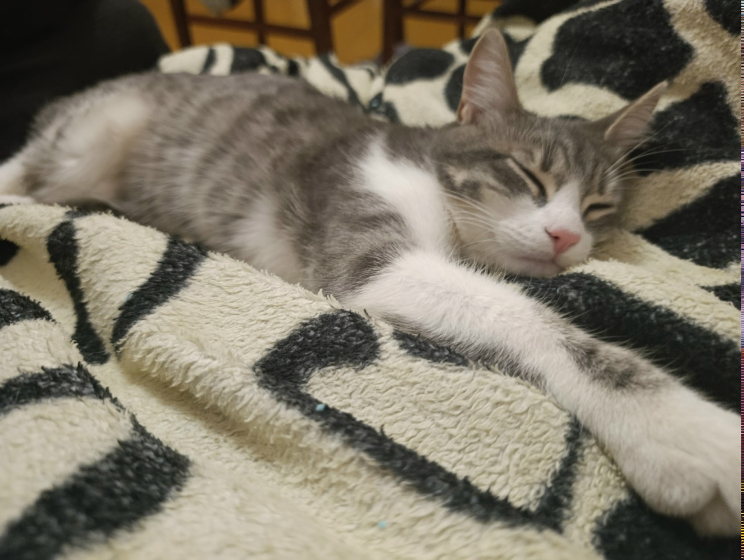 Пропала кошка в Таганроге — фото объявления