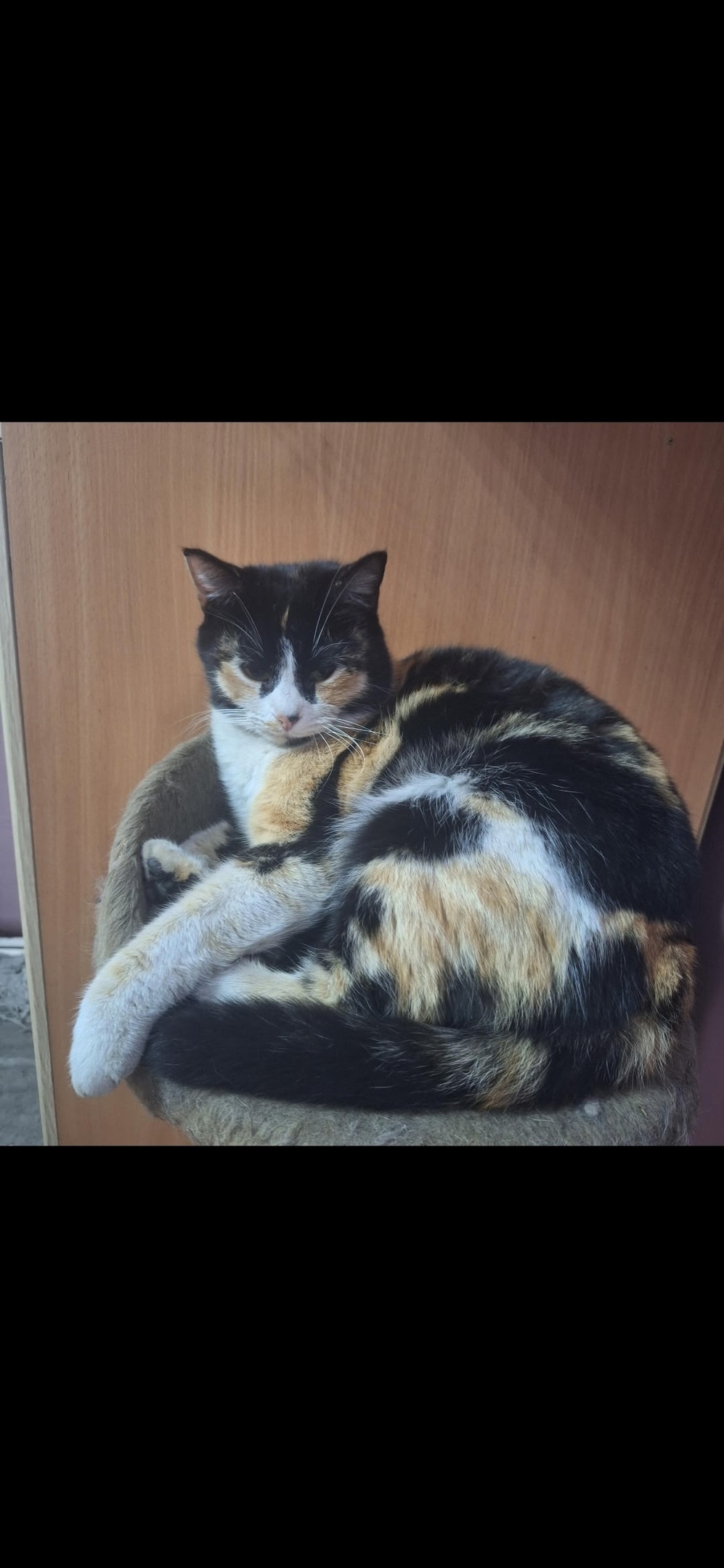 Найдена собака в Таганроге — фото объявления