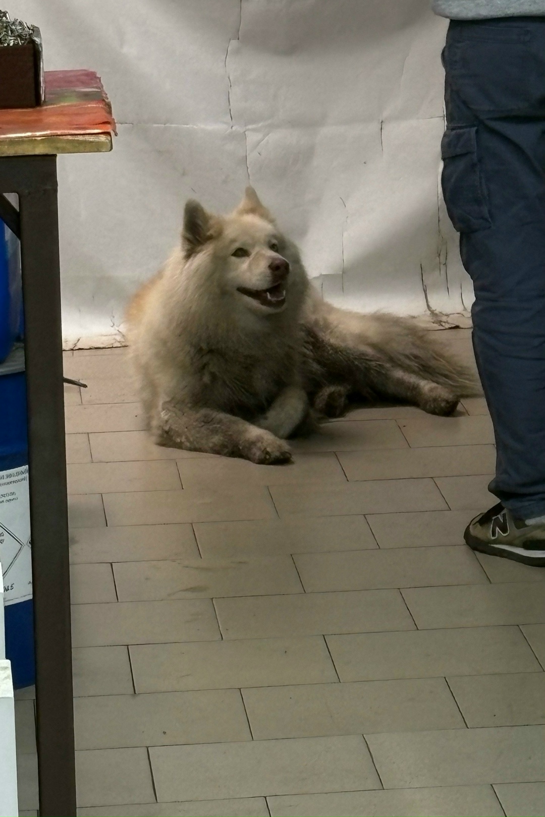 Найдена собака в Таганроге — фото объявления