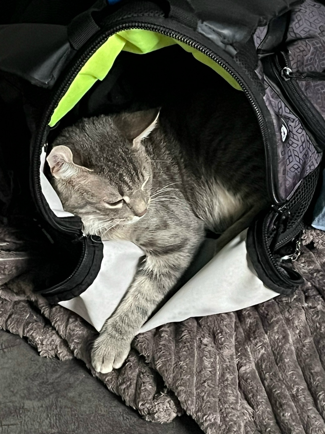 Найдена кошка в Таганроге — фото объявления