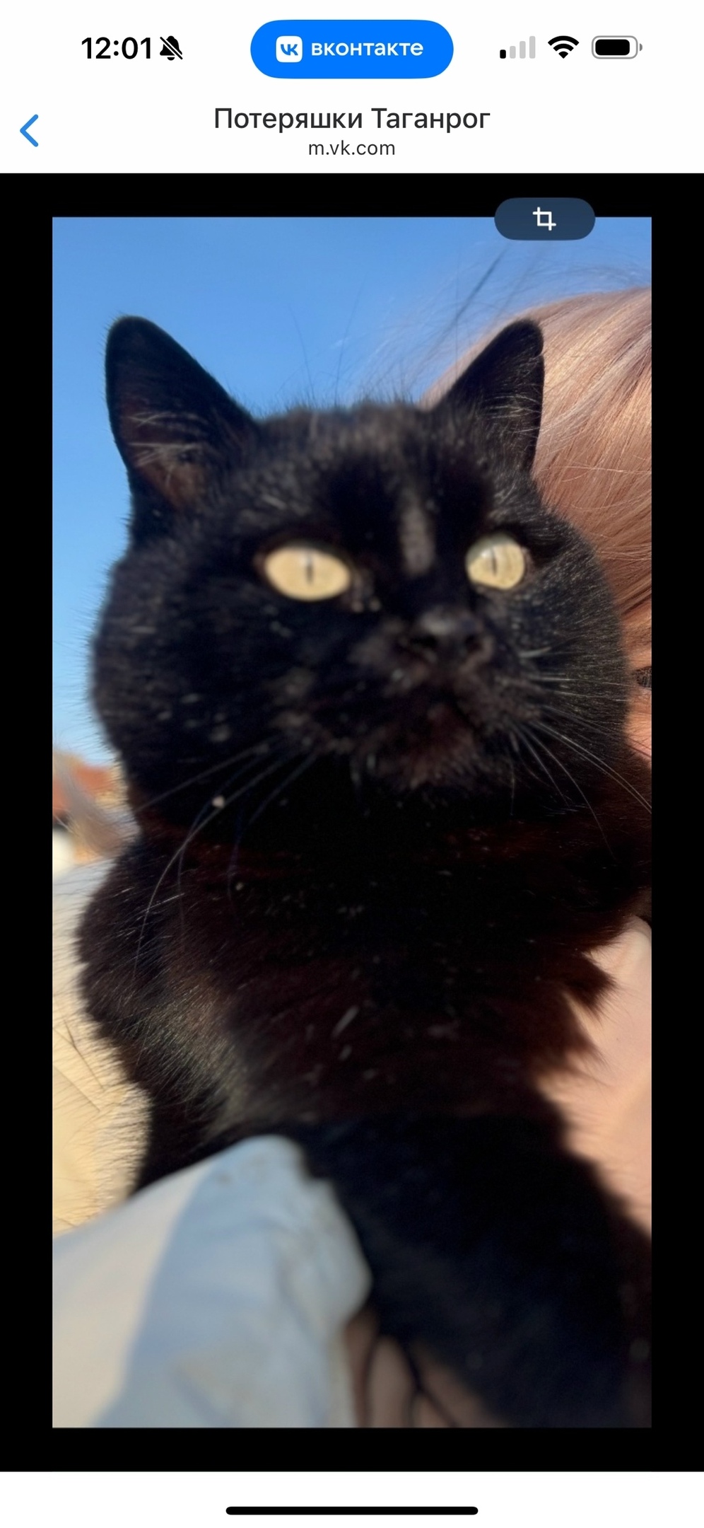 Пропала кошка в Таганроге — фото объявления