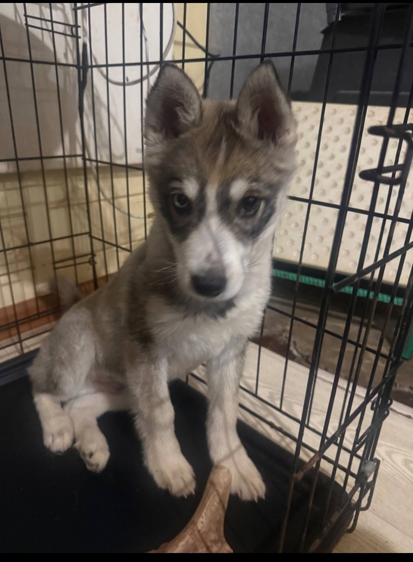 Найдена собака в Казани — фото объявления