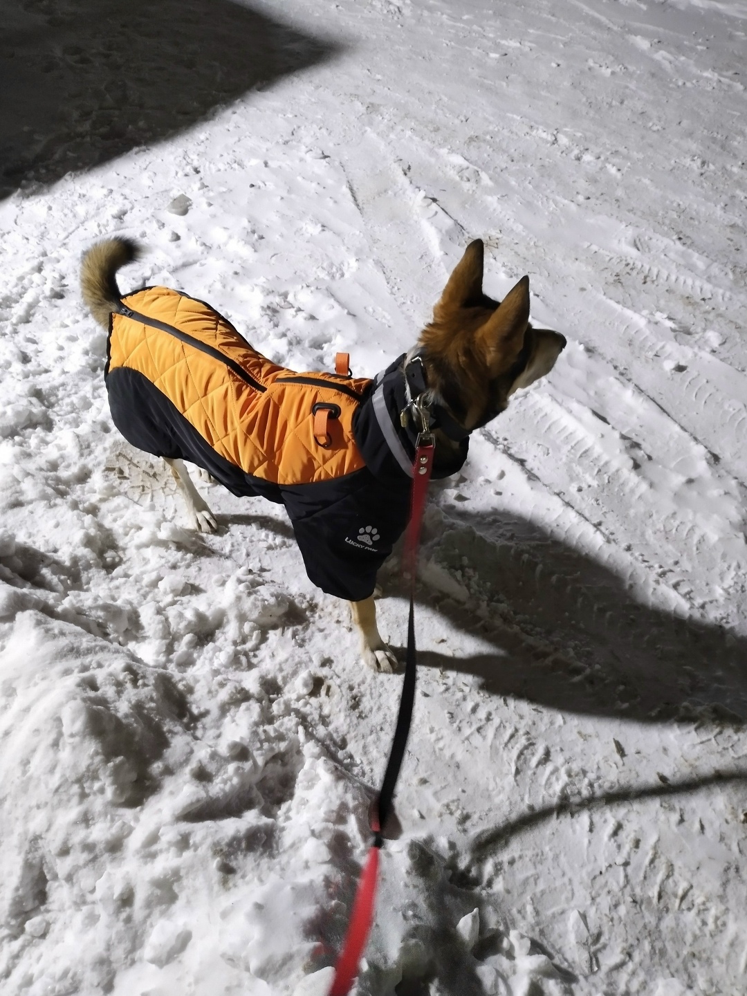 Найдена собака в Казани — фото объявления