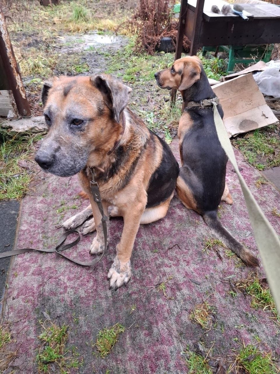 Найдена собака в Казани — фото объявления