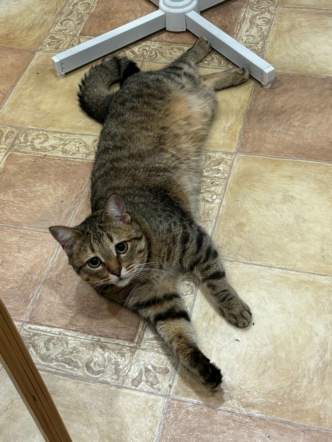 Пропала кошка в Казани — фото объявления